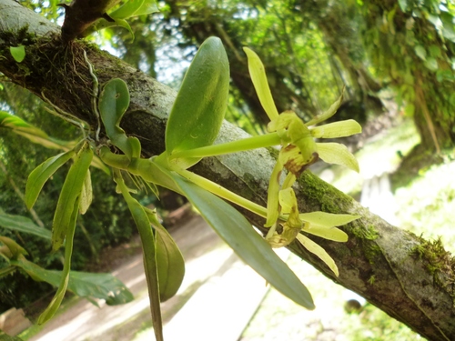 Epidendrum yojoaense Hágsater & L.Sánchez 2