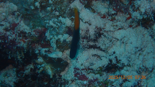 Bicolor Blenny — seen at this dive site