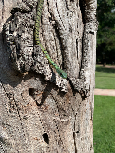Spotted Bush Snake