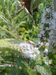 Chauliognathus scriptus
