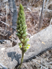 Brachystele unilateralis