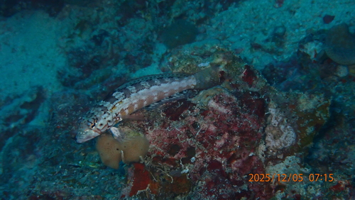 Parapercis signata observed 2025-12-05