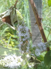 Chauliognathus scriptus