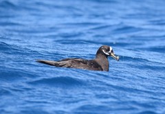 Procellaria conspicillata