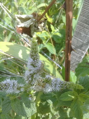 Chauliognathus scriptus