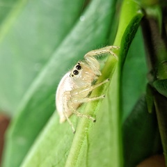 Telamonia festiva