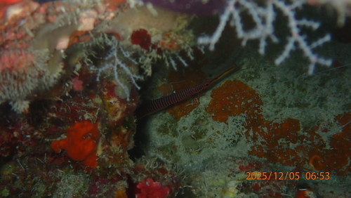 Dunckerocampus multiannulatus observed 2025-12-05