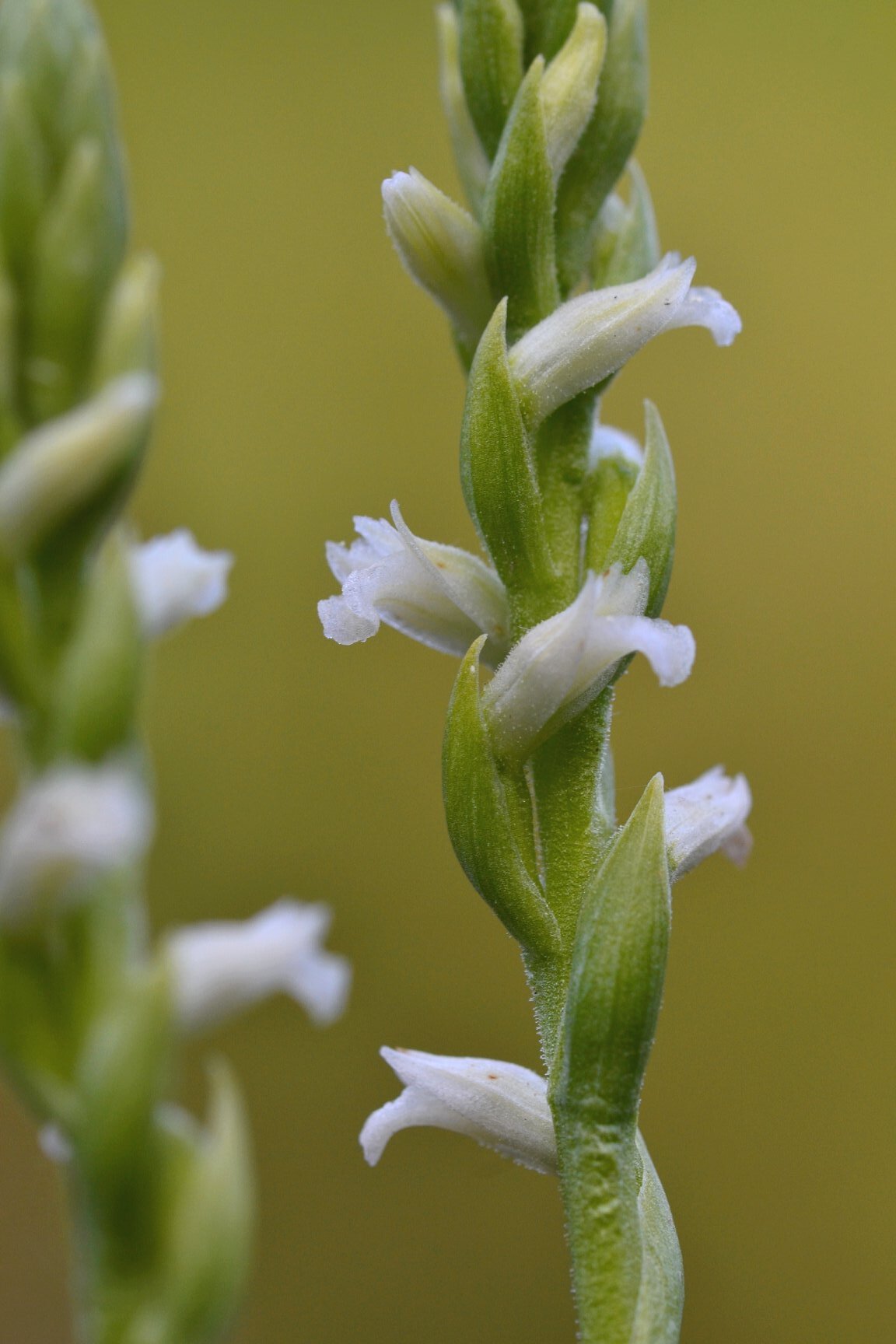 Summer Ladies' Tresses (Spiranthes aestivalis)