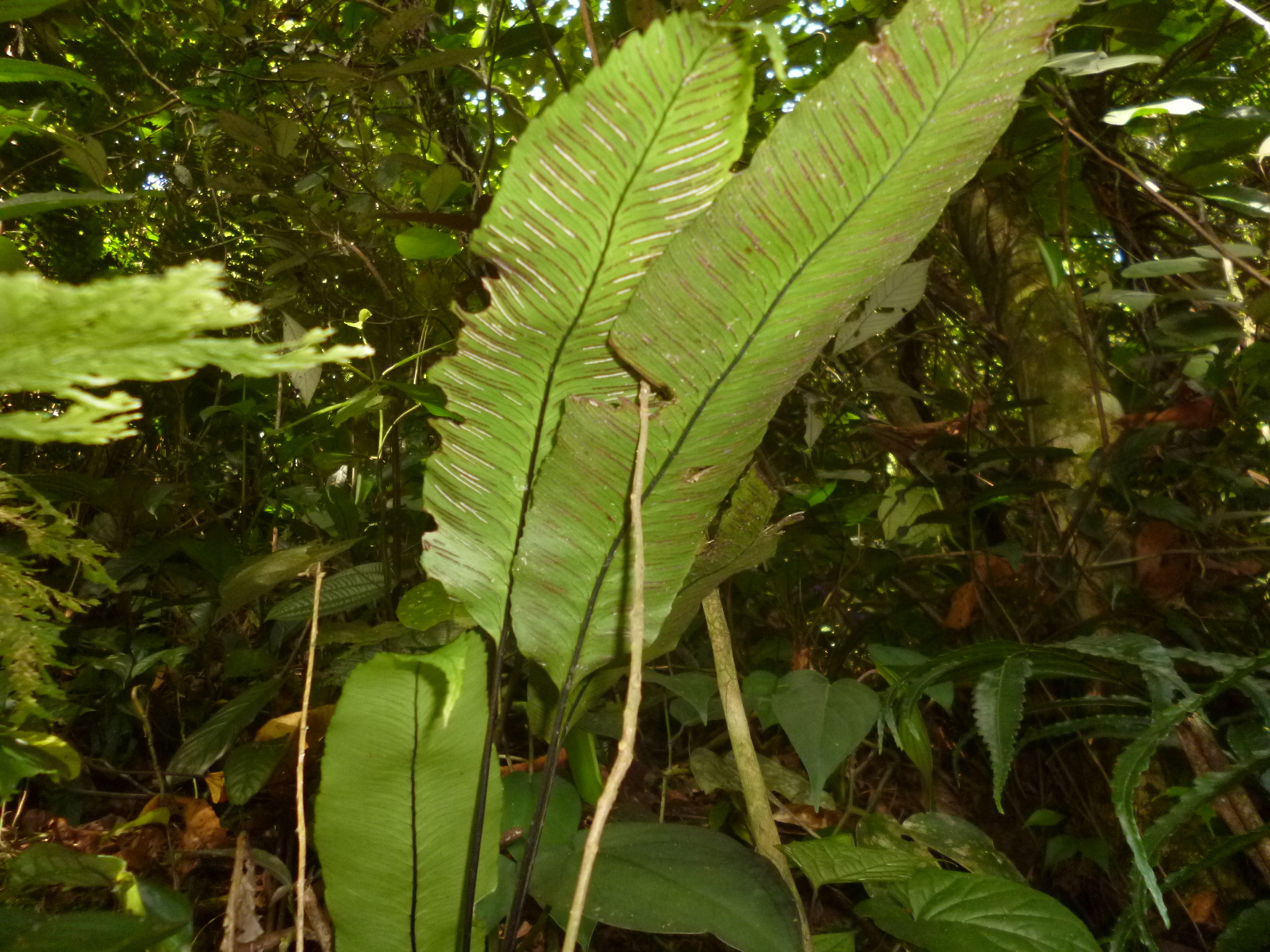 Diplazium plantaginifolium