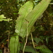 Diplazium plantaginifolium - Photo (c) Hermes Vega, algunos derechos reservados (CC BY-NC), subido por Hermes Vega