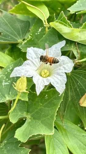 Western Honey Bee