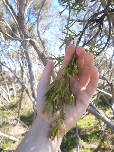tea-tree mistletoe (Amyema melaleucae)