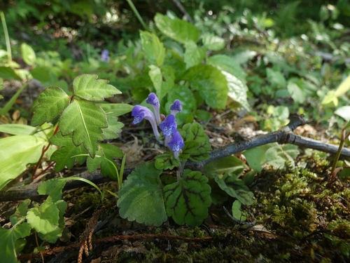 Scutellaria laeteviolacea iNat (3)