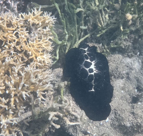 Common Egg Cowry — seen at this dive site