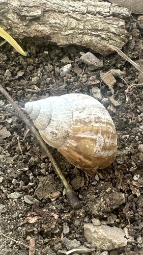 African Giant Snail