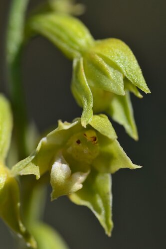 Green-flowered Helleborine (Epipactis phyllanthes)