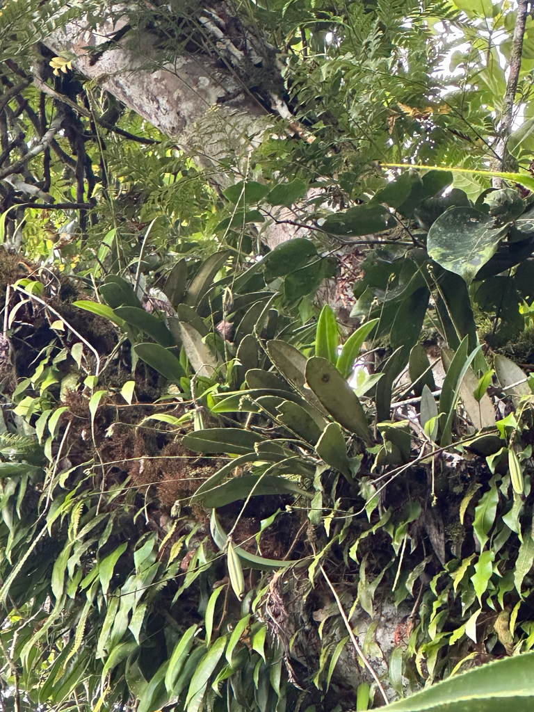 Bulbophyllum guamense