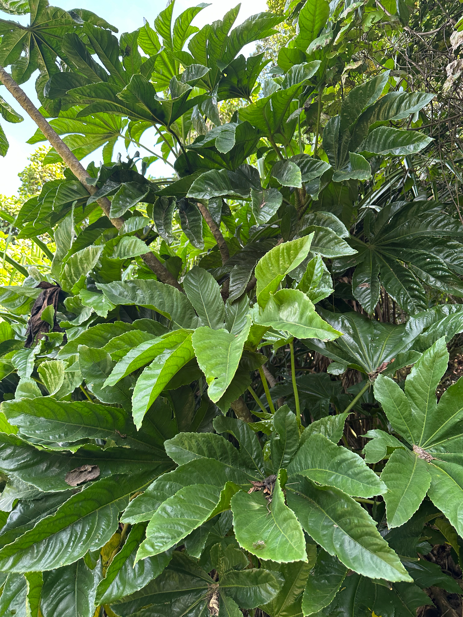 Osmoxylon mariannense
