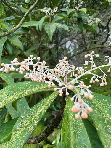 Otot (Discocalyx megacarpa)