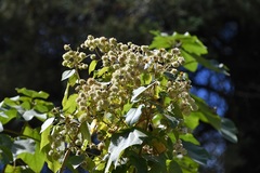 Montanoa leucantha