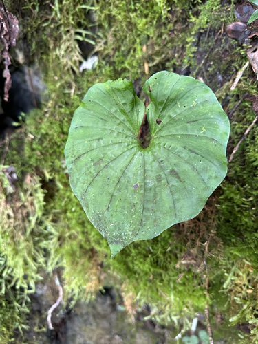 tall shield orchid (Nervilia concolor)