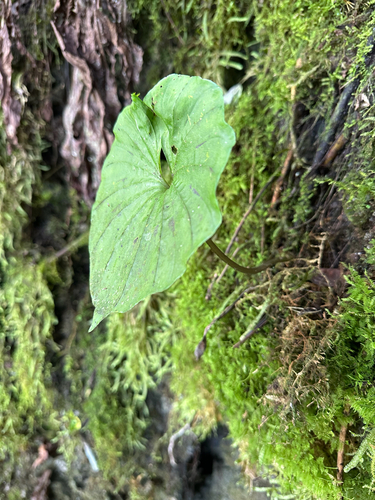 Nervilia concolor, photograph 2