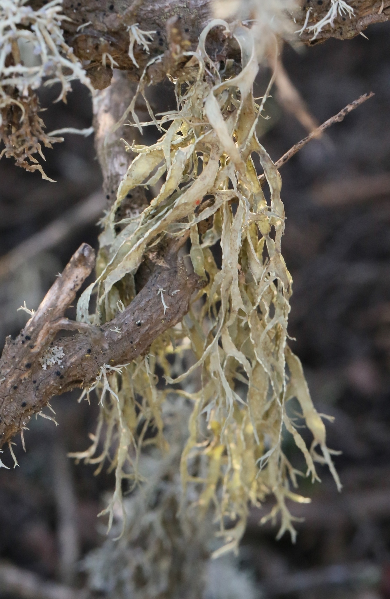 Ramalina subleptocarpha image
