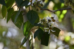 Montanoa leucantha