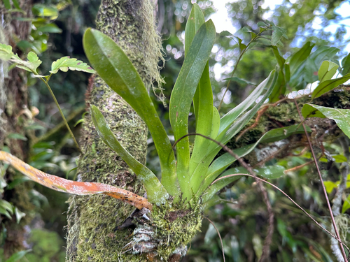 Phreatia micrantha observed 2025-12-03