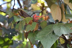 Chiranthodendron pentadactylon