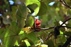 Chiranthodendron pentadactylon