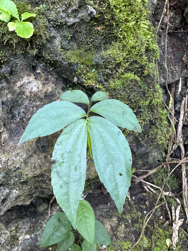 Elatostema calcareum observed 2025-12-03
