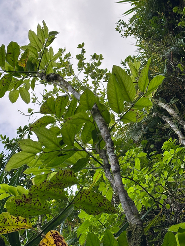 Polyscias macgillivrayi observed 2025-12-03