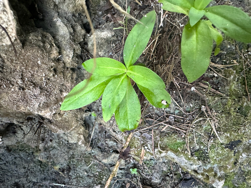 Leptopetalum foetidum observed 2025-12-03