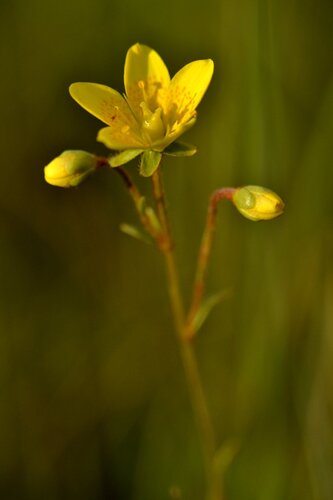 Marsh Saxifrage (Saxifraga hirculus)
