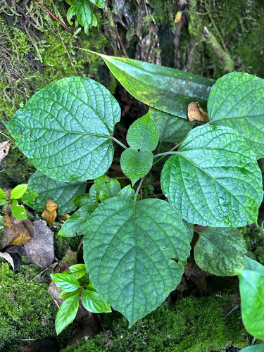Clerodendrum buchananii observed 2025-12-03
