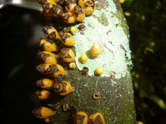Apodanthes caseariae