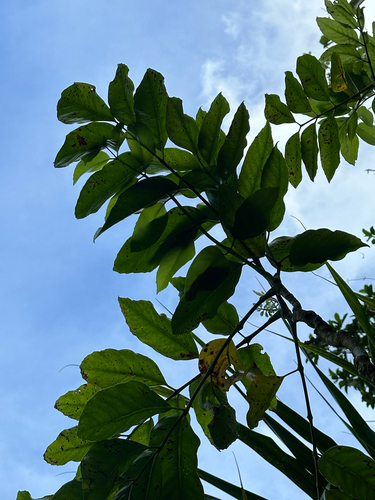 MacGillivray's aralia (Polyscias macgillivrayi)
