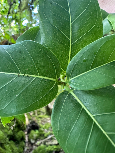 Ficus prolixa, photograph 4
