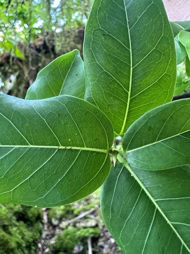 Pacific Banyan (Ficus prolixa)