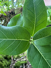 Ficus prolixa, photograph (c) Rachael Kaiser, some rights reserved (CC BY)