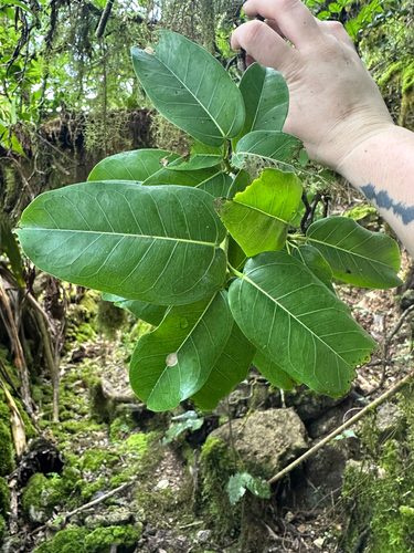 Ficus prolixa, photograph 5