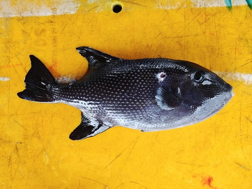 Largescale triggerfish (Canthidermis macrolepis) — Balistidae — 3