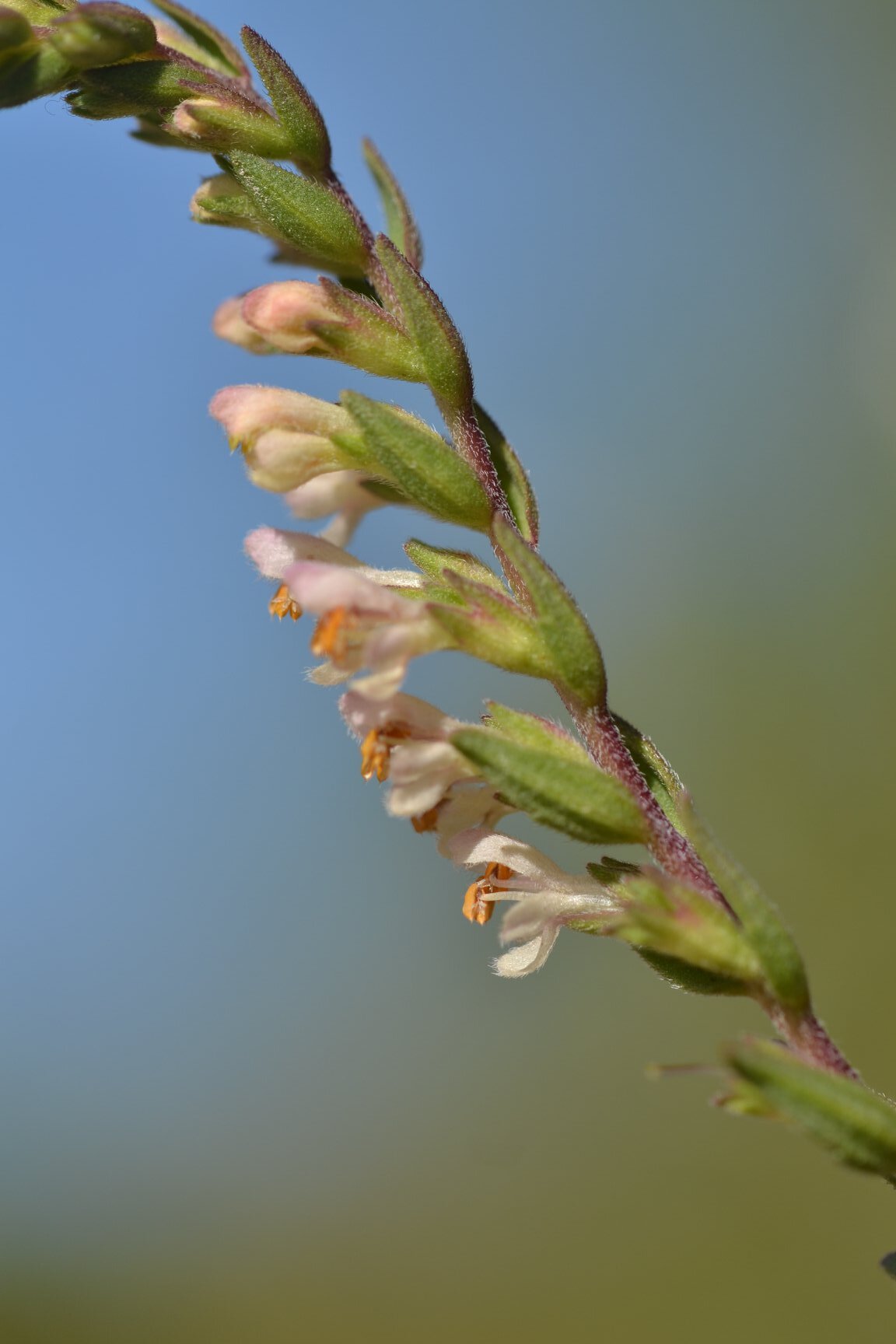 French Bartsia (Odontites jaubertianus)