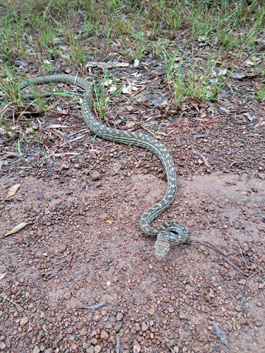 Australian Scrub Python sighting