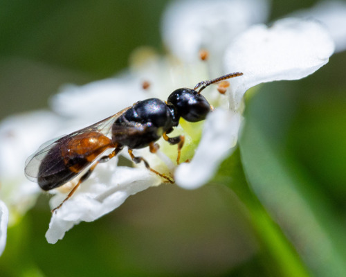 Hylaeus ofarrelli