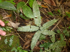 Adiantum pulverulentum