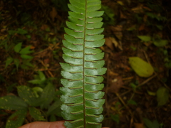 Adiantum pulverulentum