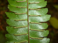 Adiantum pulverulentum