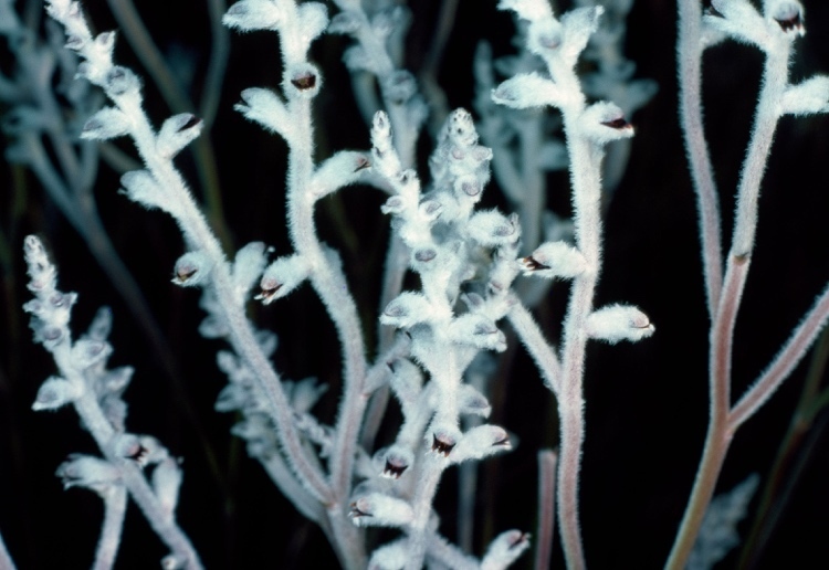Conospermum canaliculatum